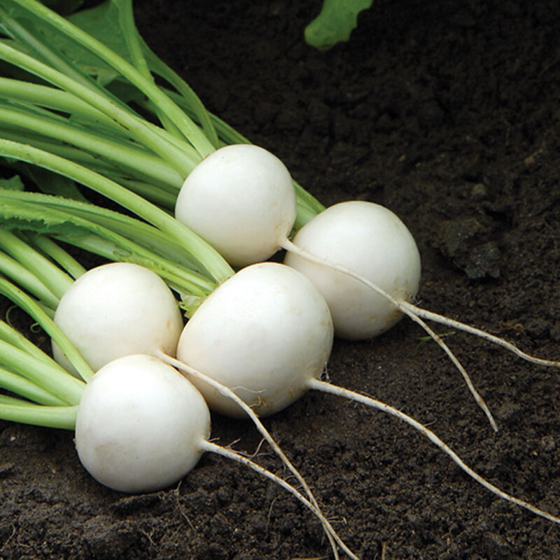 Turnip