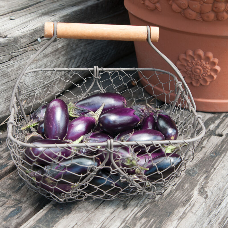 Bundle - Nightshade Bundle
