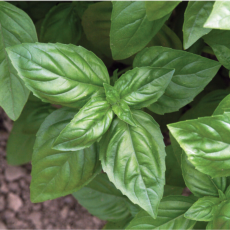 Basil - Genovese
