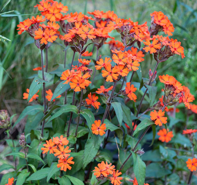 Bundle - Flower Bundle