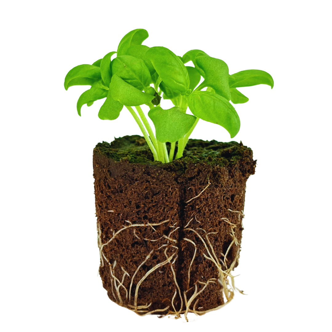 Herb - Basil (Genovese)