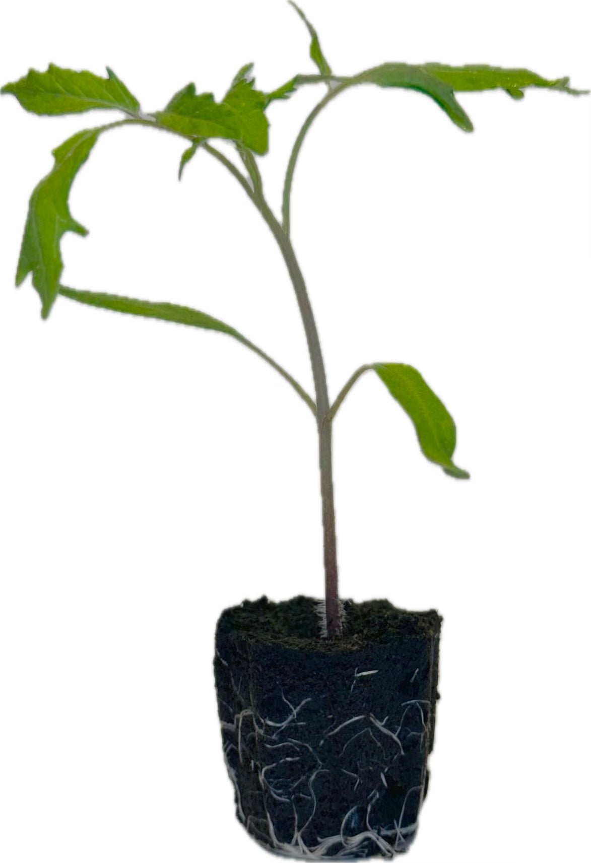 Tomato - Beefsteak