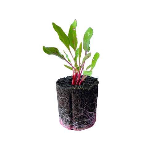 Beet - Striped