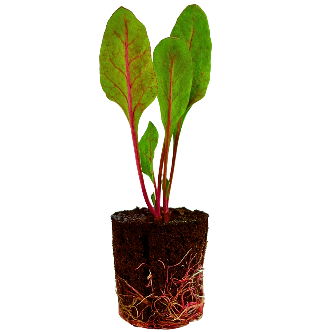 Beet
