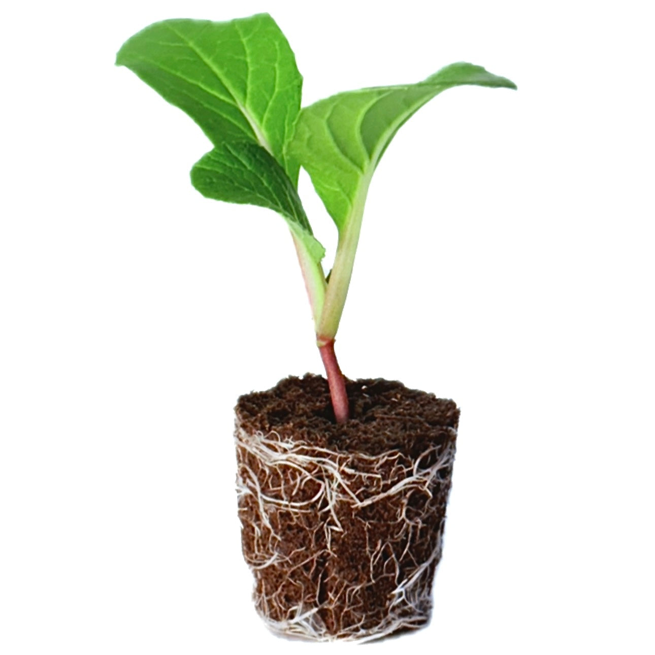 Bok Choy