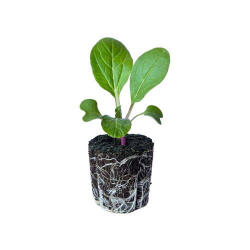 Bok Choy