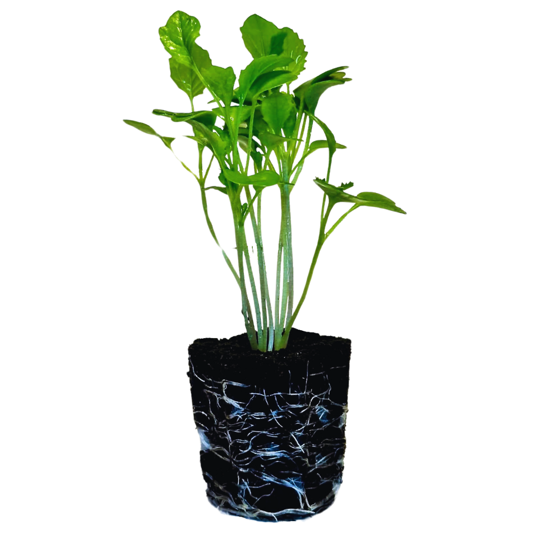 Broccoli Rabe