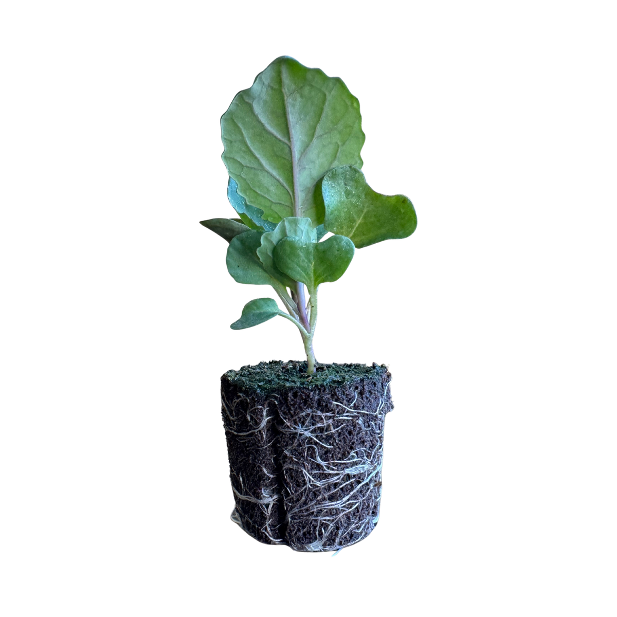 Cabbage - Green