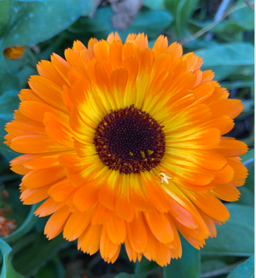 Bundle - Flower Bundle