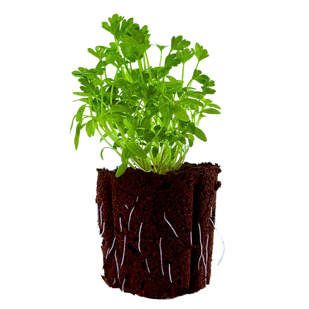 Celery