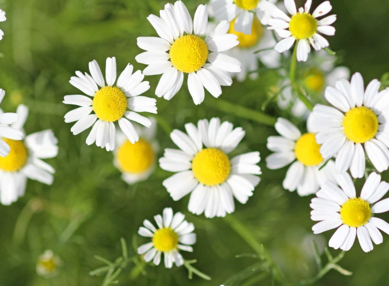 Bundle - Flower Bundle