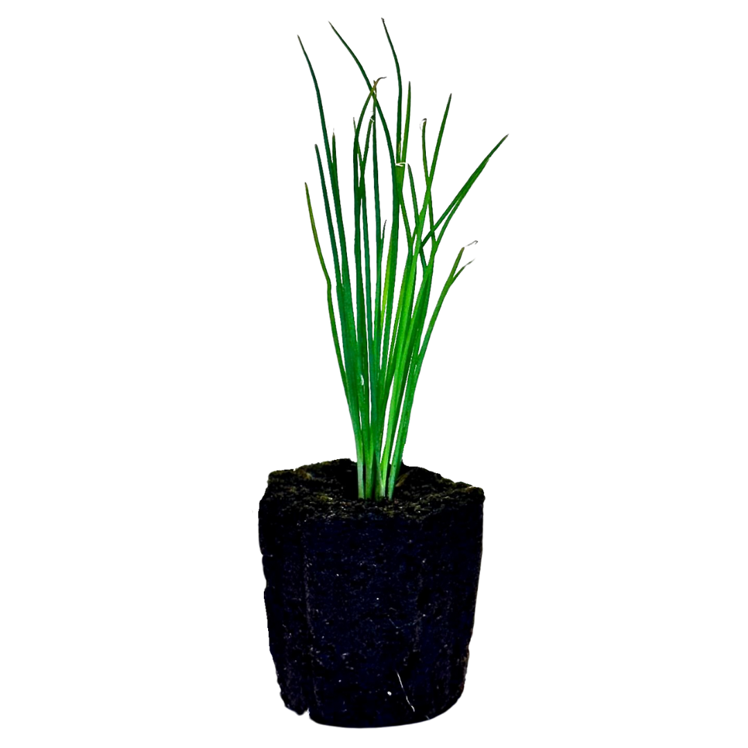 Herb - Chives