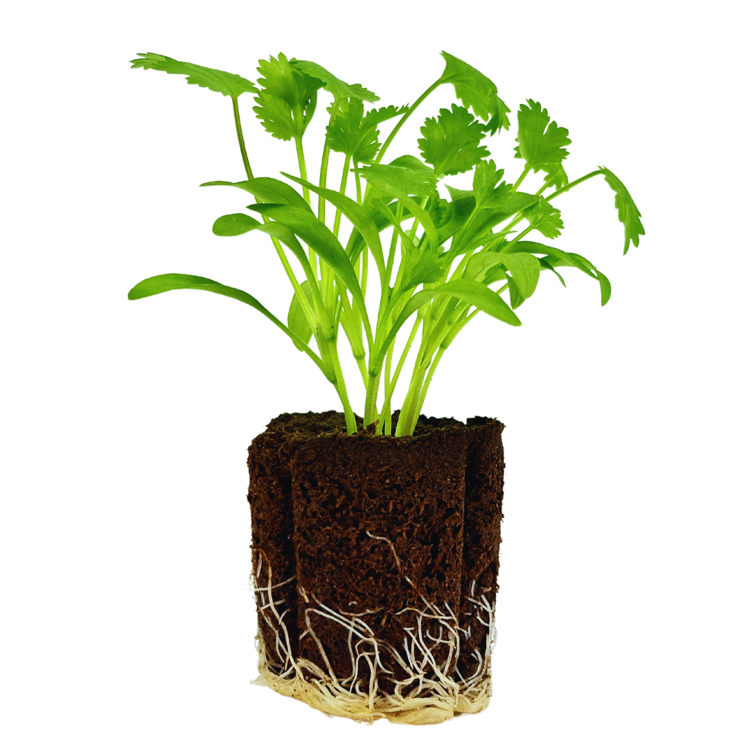Cilantro
