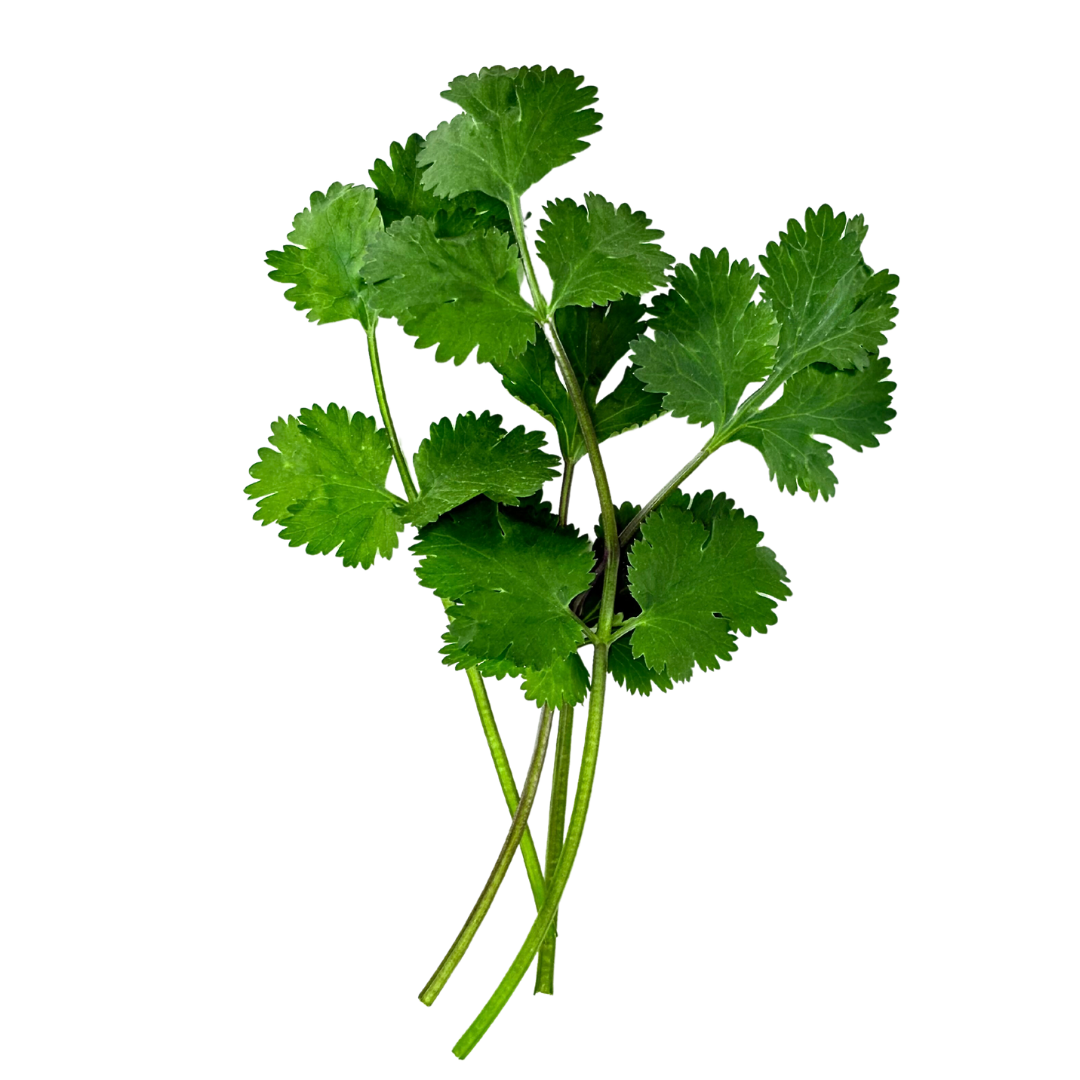 Cilantro