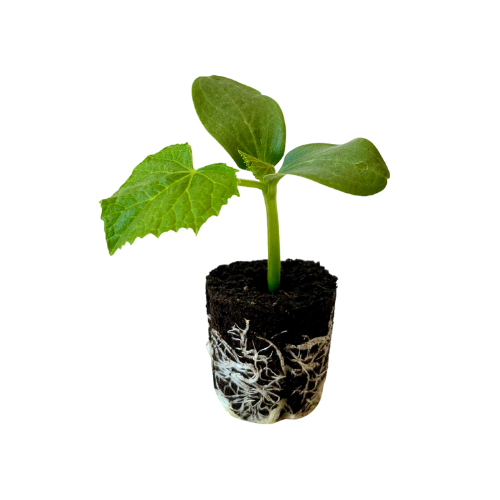 Cucumber - Chinese