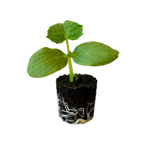 Cucumber - Persian