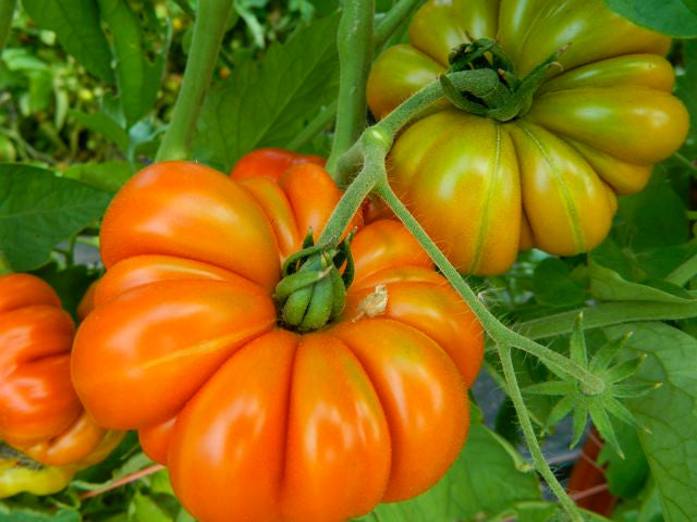 Seeds - Tomato (Costoluto Fiorentino)