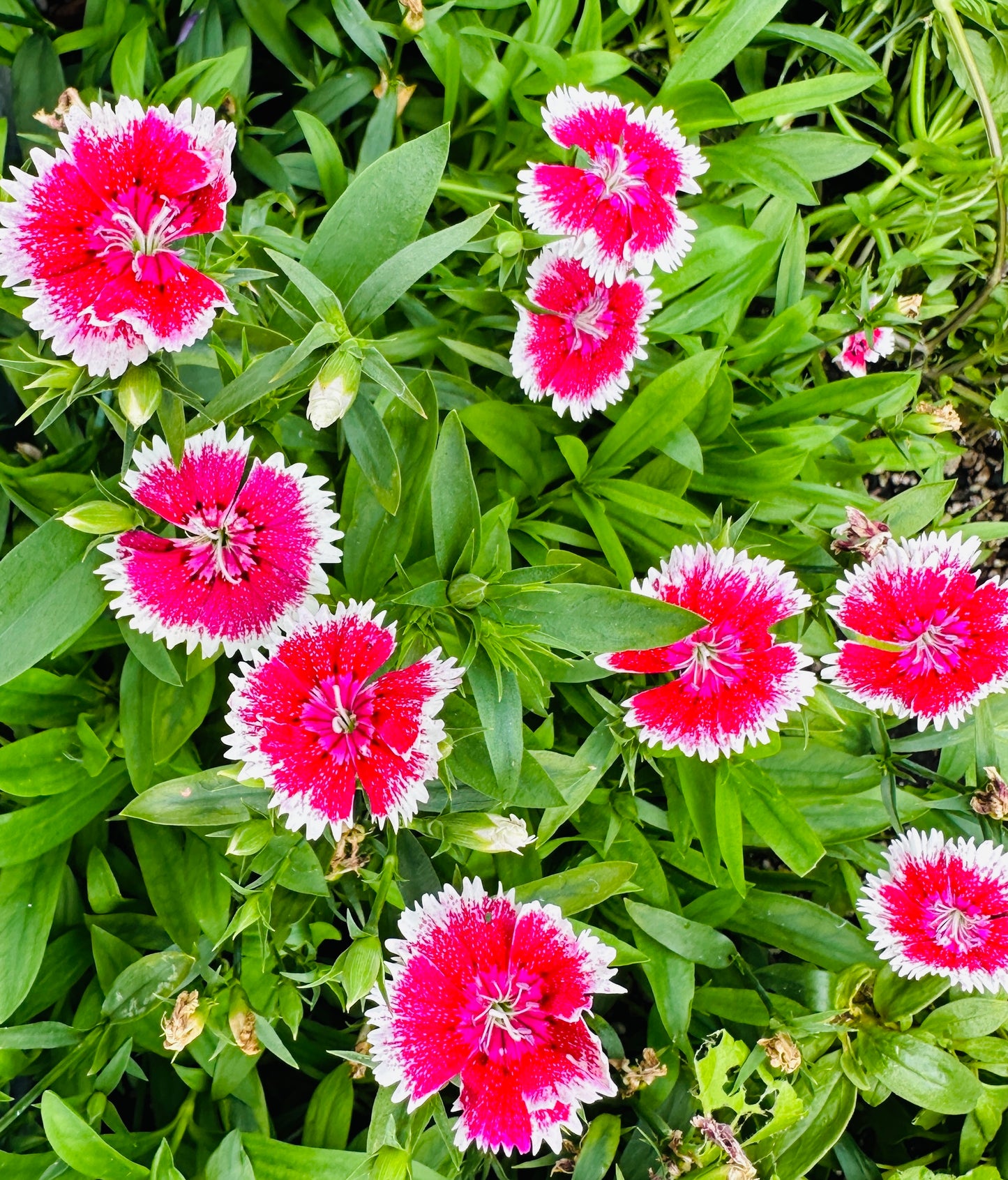 Bundle - Flower Bundle