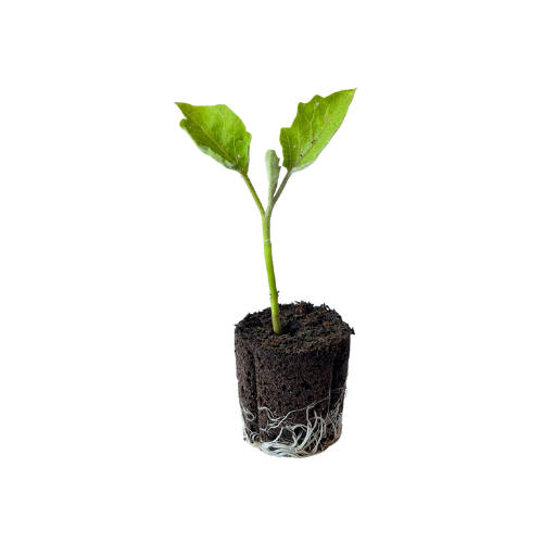 Eggplant - Long