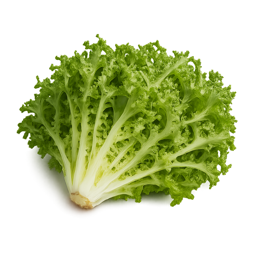 Endive - Curlesi