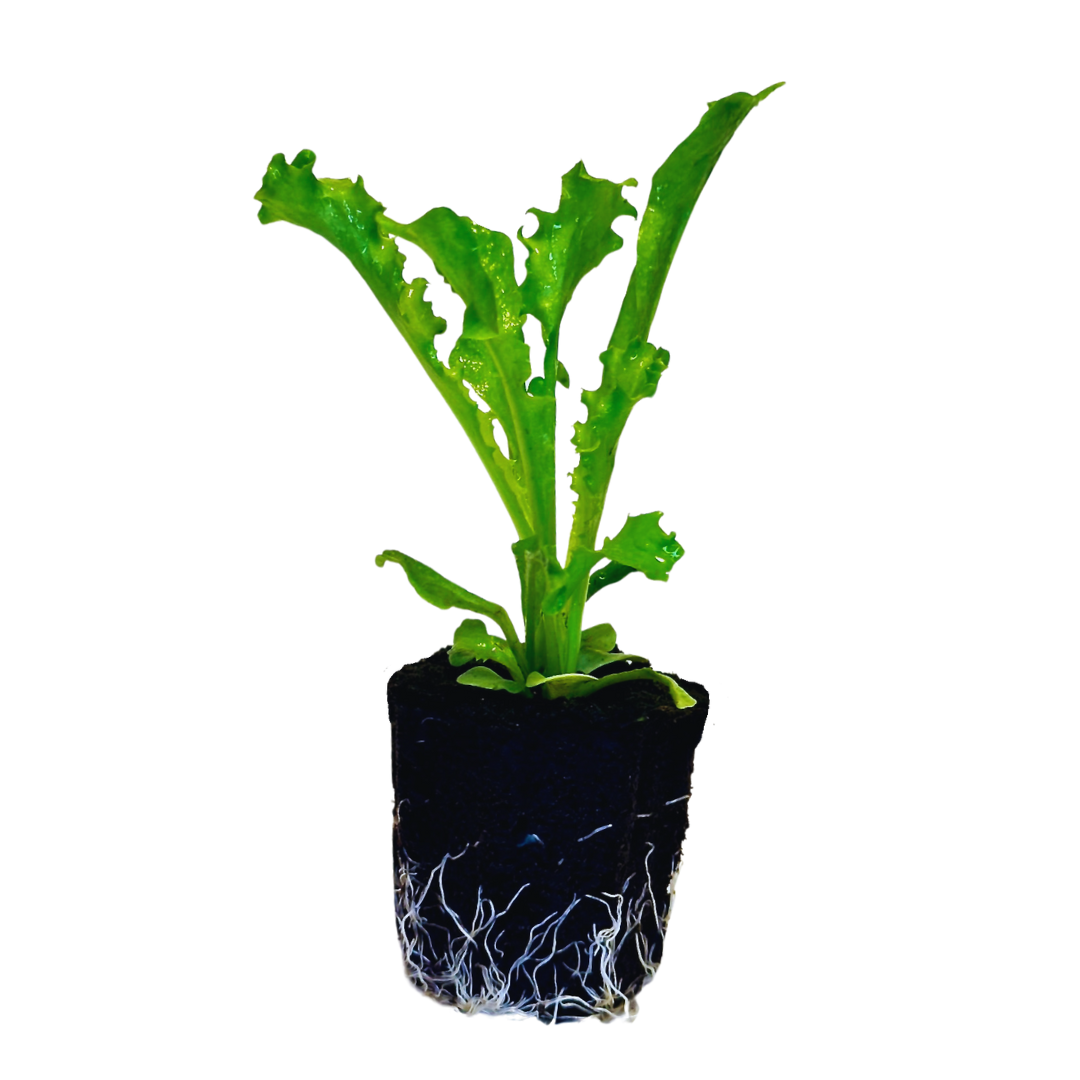 Endive
