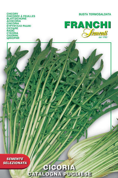 Seeds - Chicory (Italian Leaf / Catalogna Pugliese)