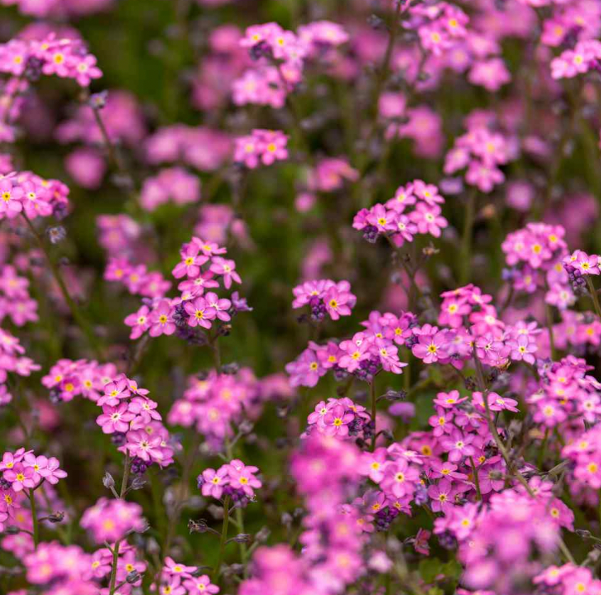 Bundle - Flower Bundle