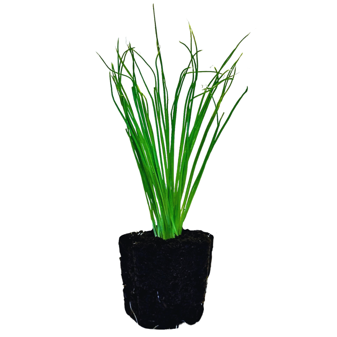 Green Onion