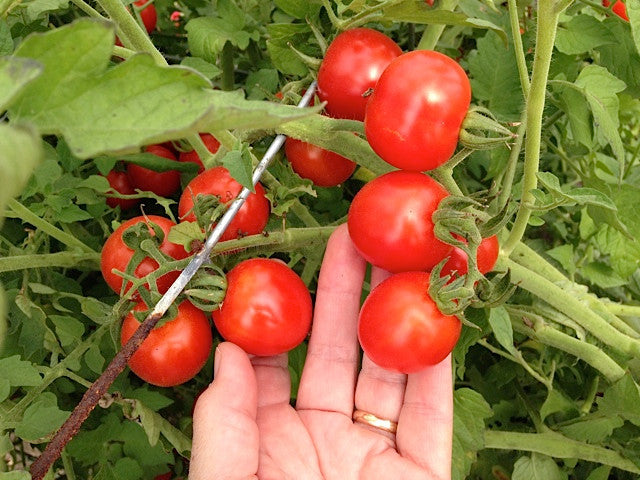 Seeds - Tomato (Red Cherry)
