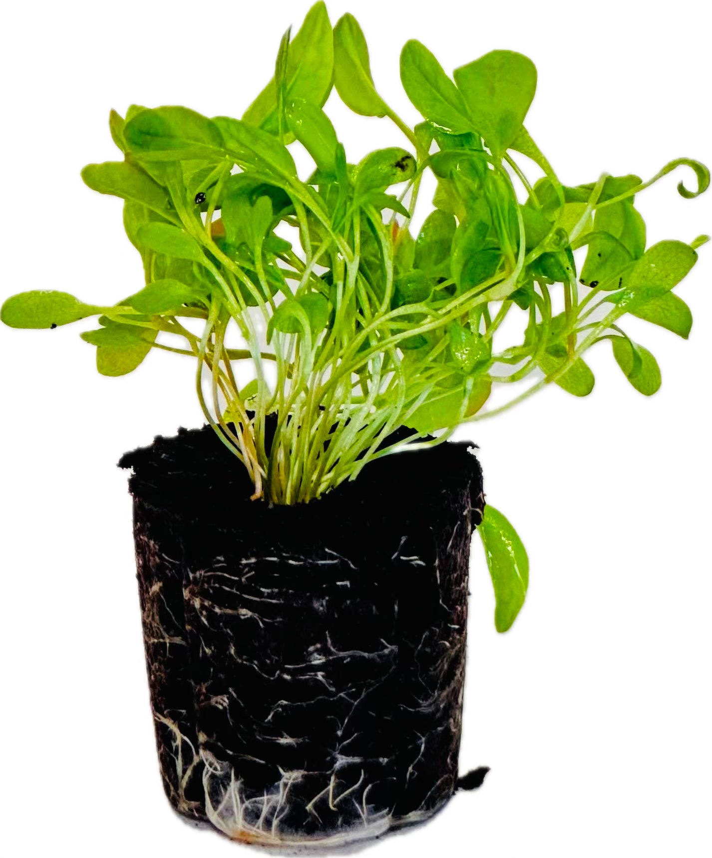 Sorrel