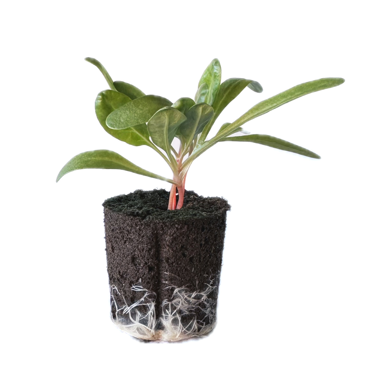 Swiss Chard - Rainbow