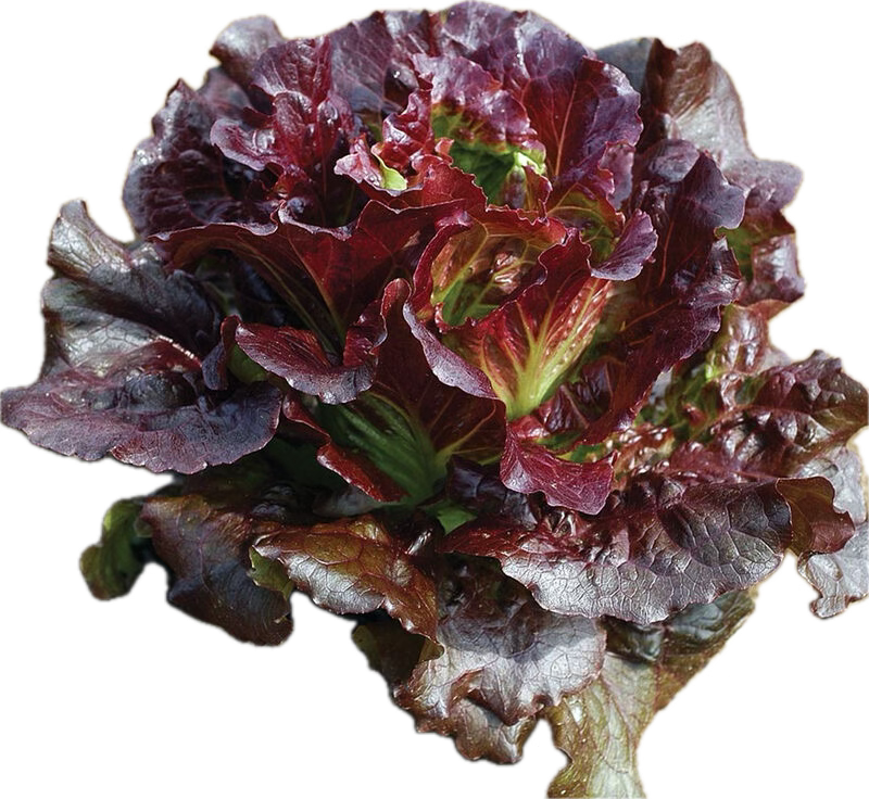 Lettuce - Bibb