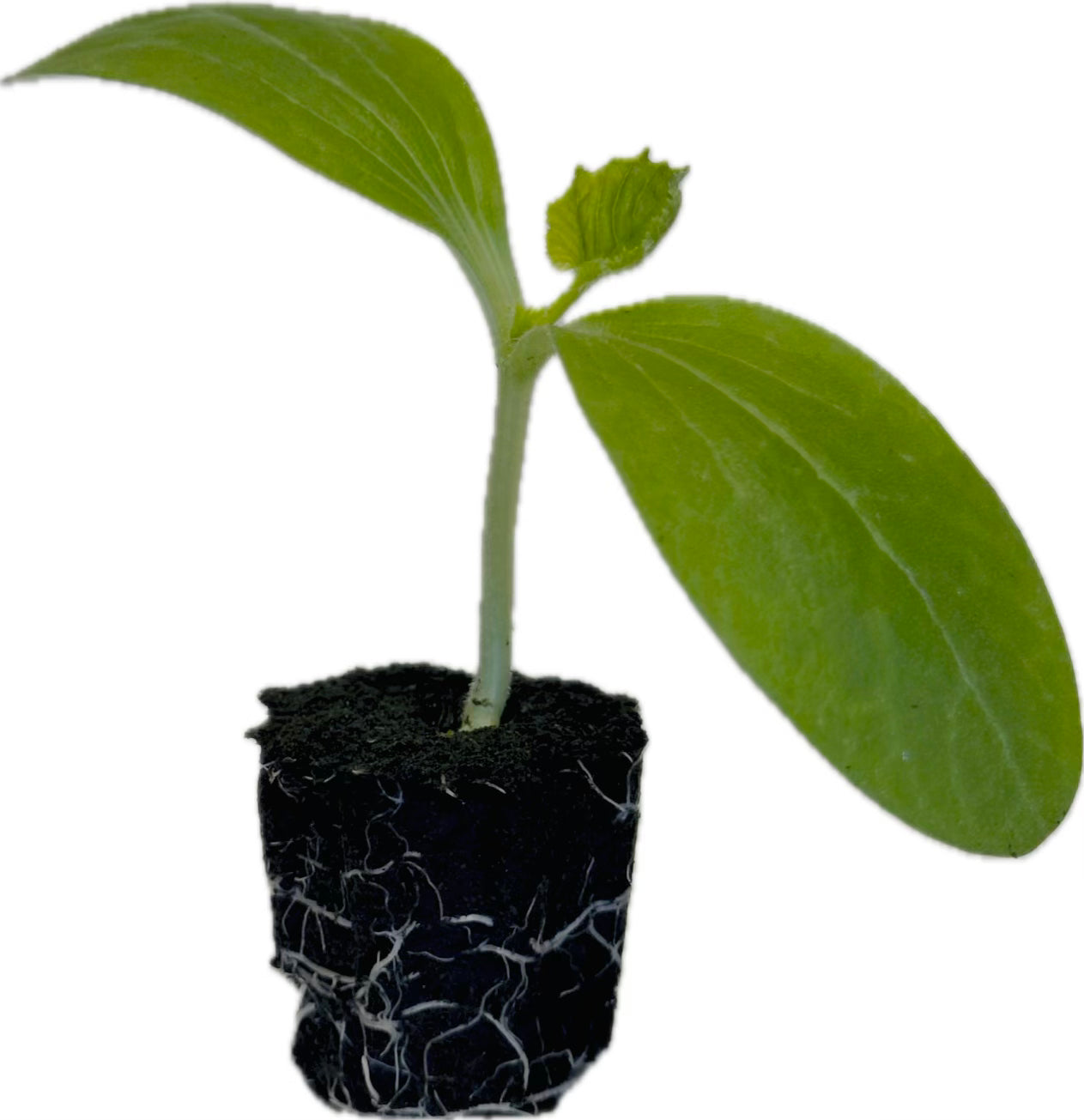 Zucchini