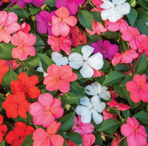Bundle - Flower Bundle