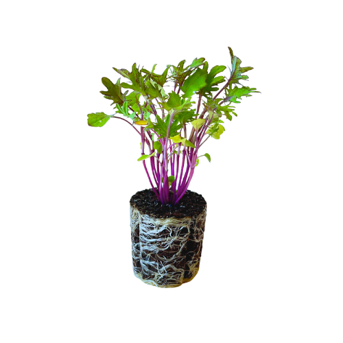 Kale - Red Frilled