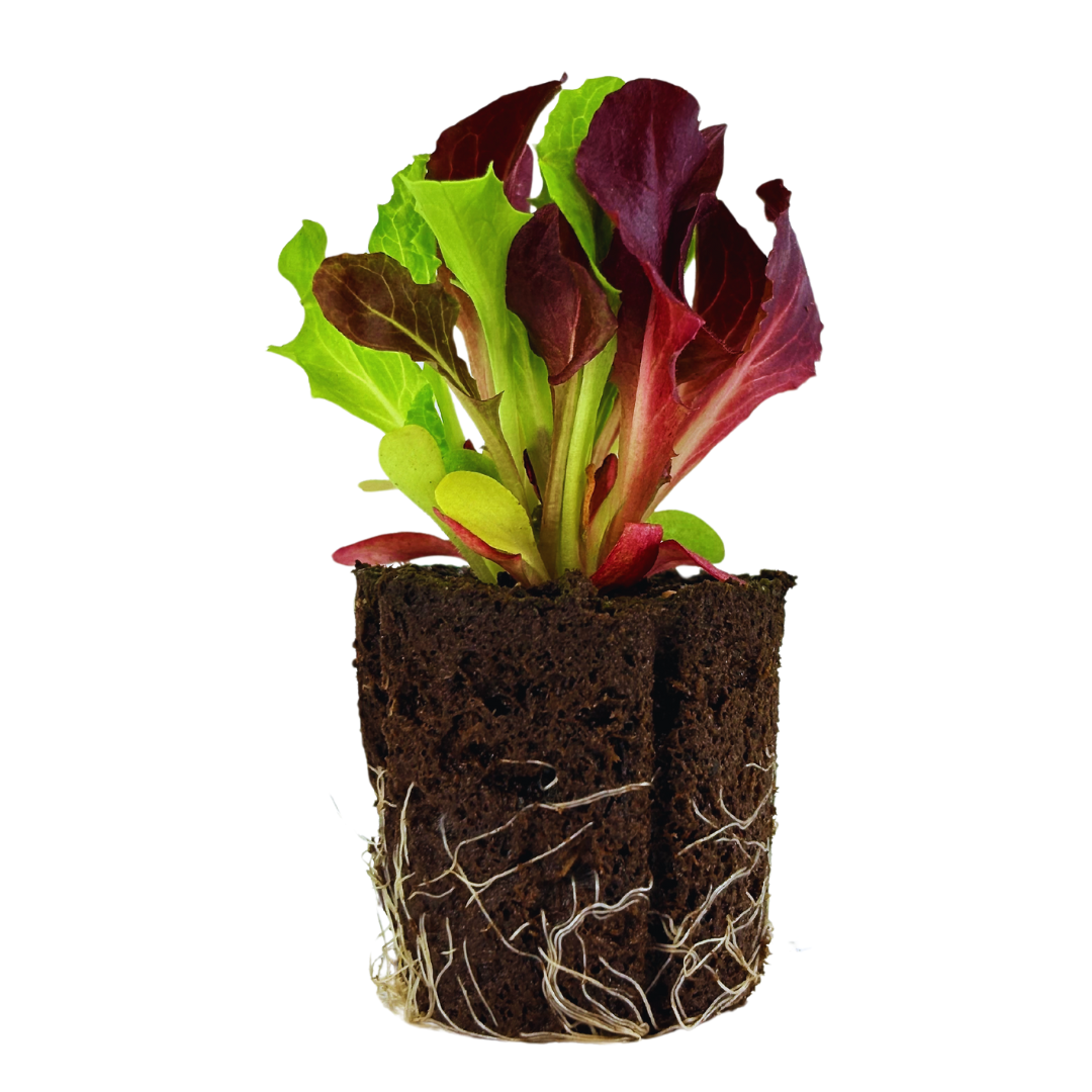 Lettuce - Summer Mix