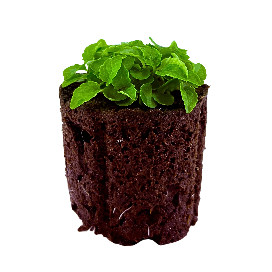 Herb - Lemon Balm