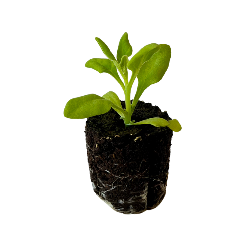 Malabar Spinach