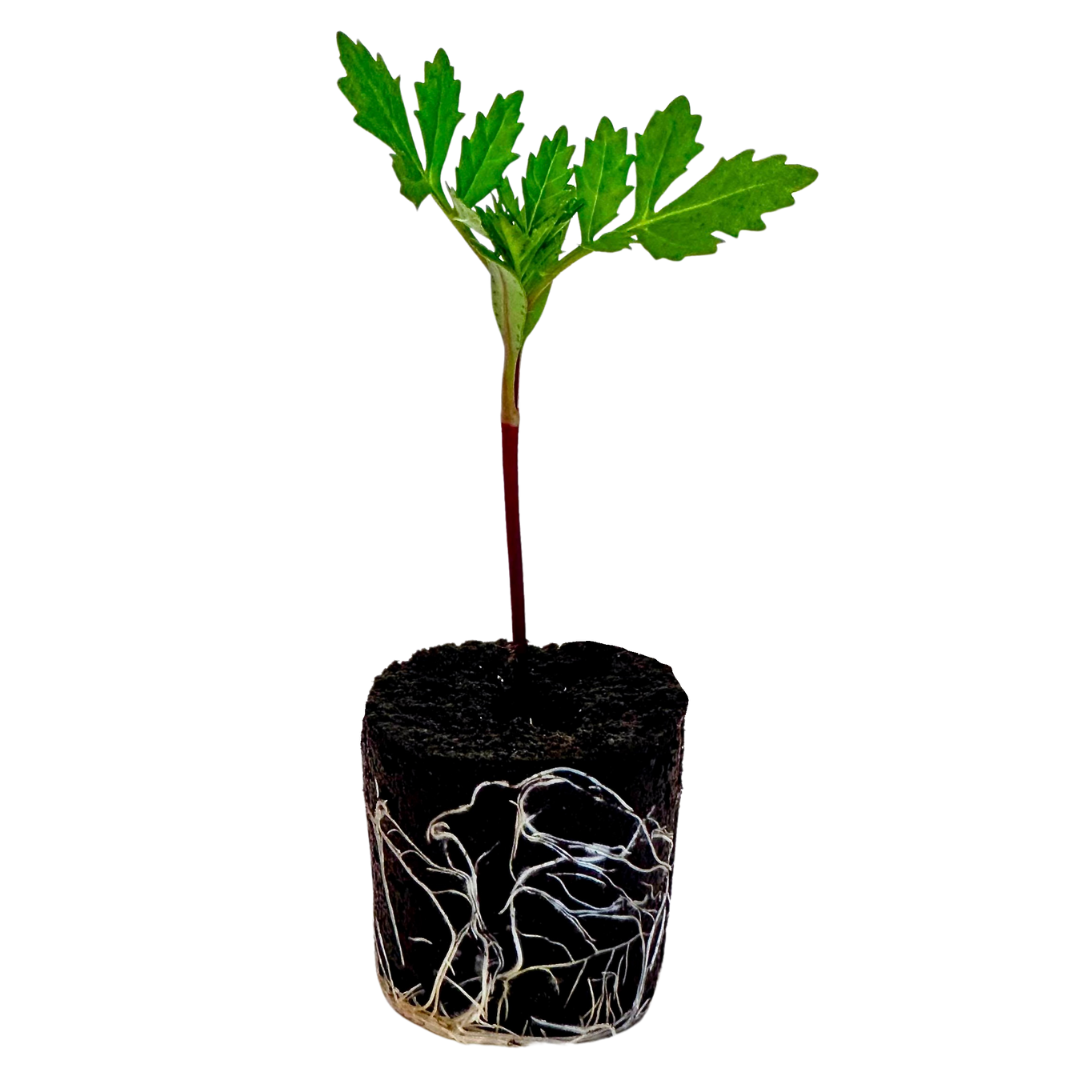 Flower - French Marigold