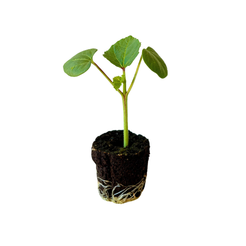 Okra - Green