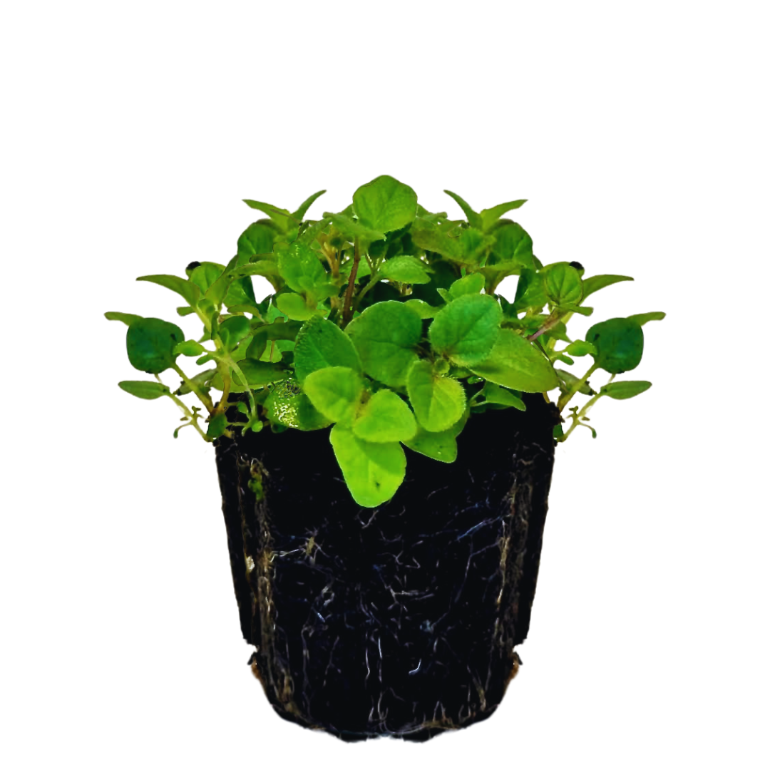Oregano