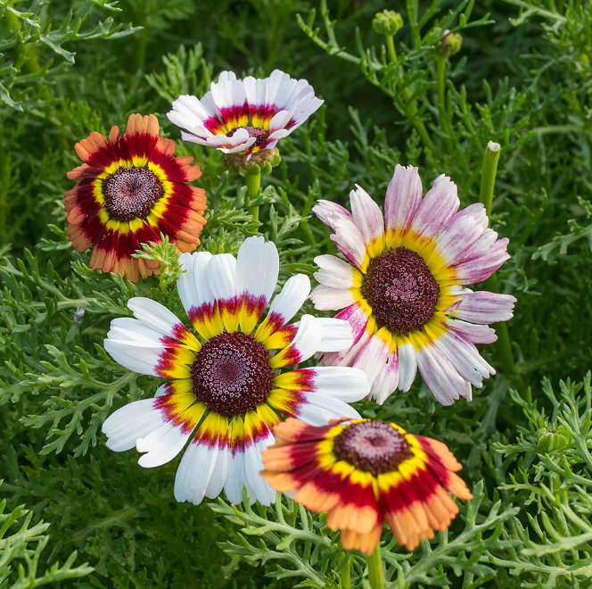 Bundle - Flower Bundle