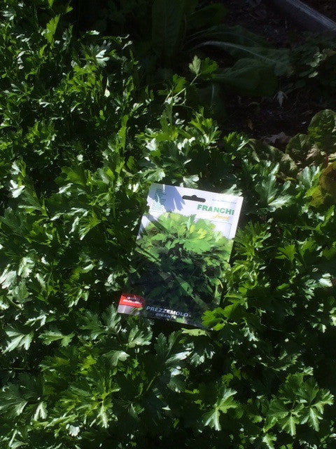 Seeds - Parsley (Gigante di Napoli)