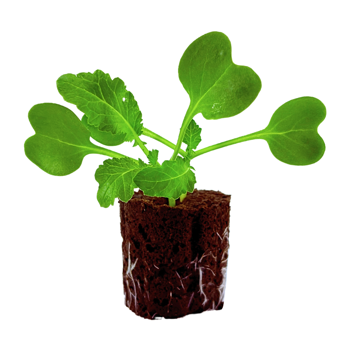 Radish - Daikon