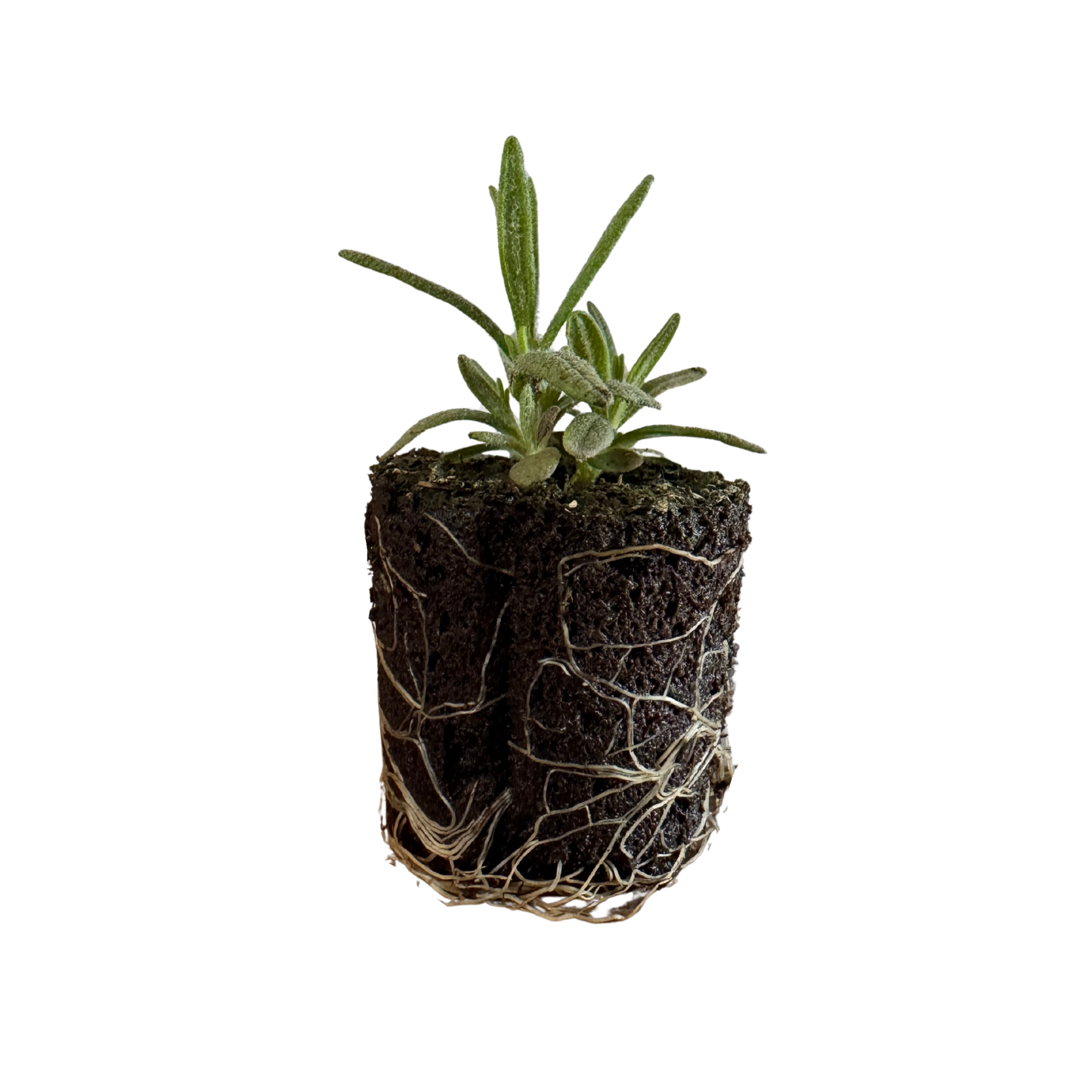 Herb - Rosemary