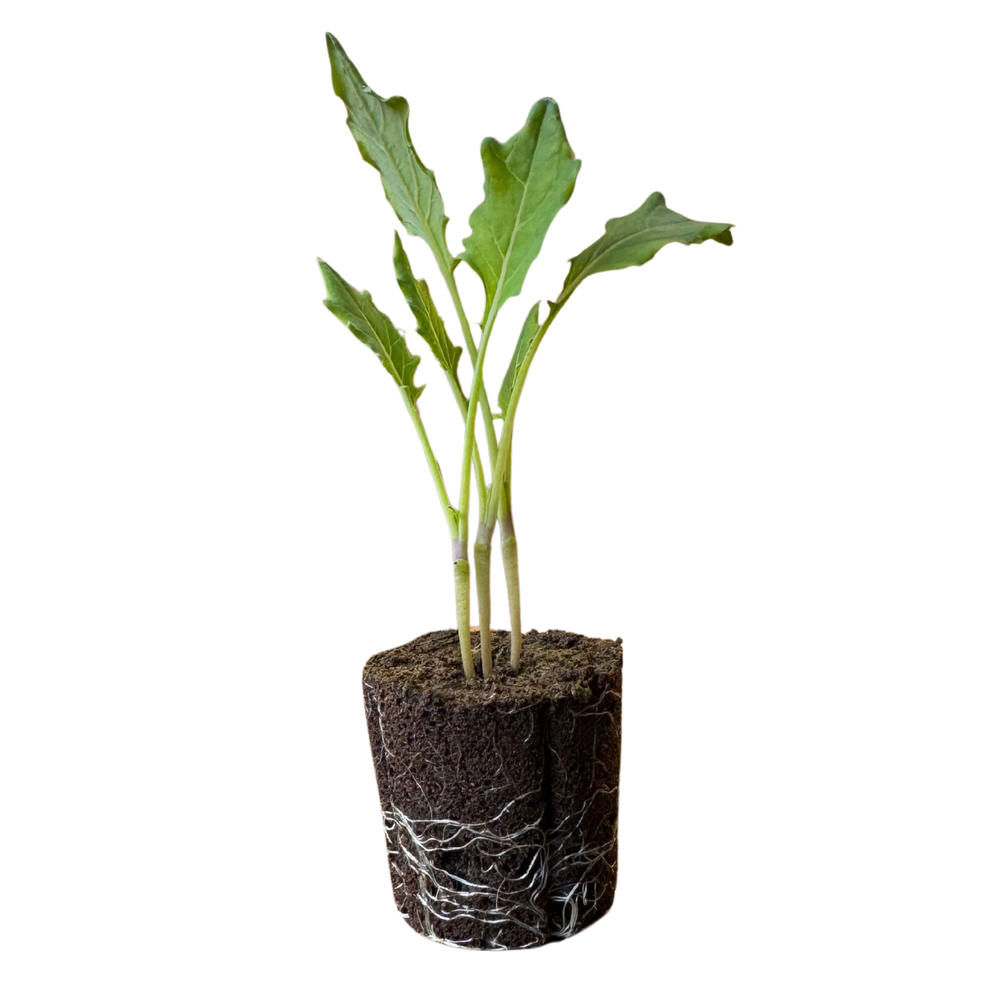 Kohlrabi