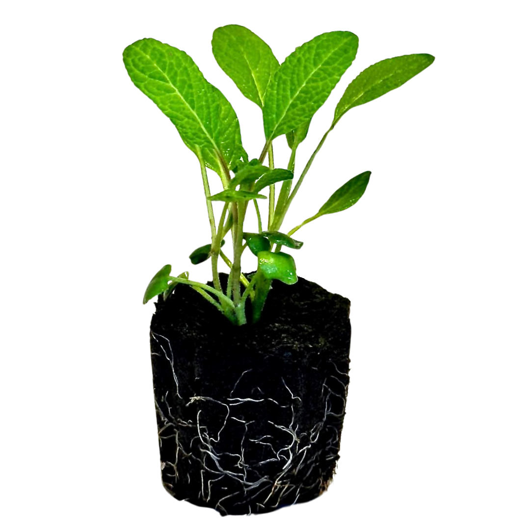 Herb - Sage (Broadleaf)