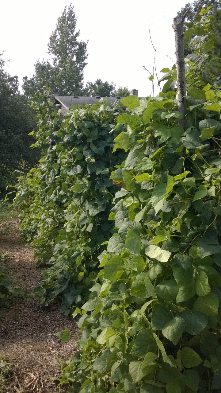 Seeds - Bean (French Pole - Santa Anna)