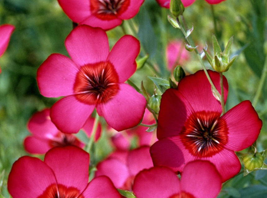 Bundle - Flower Bundle