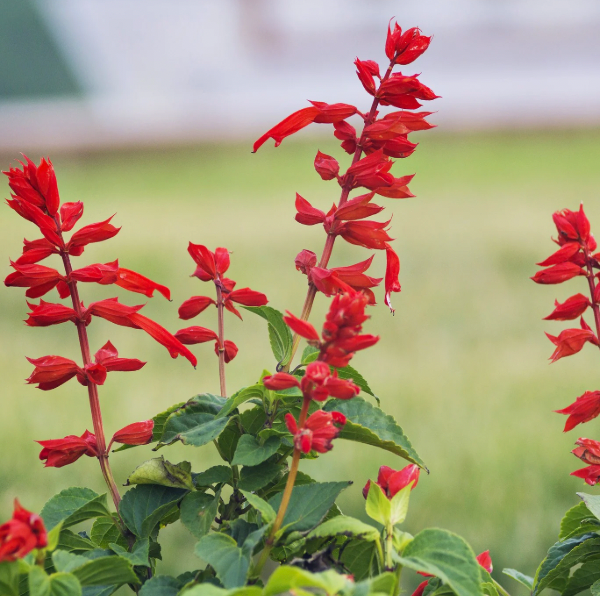 Flower - Sage